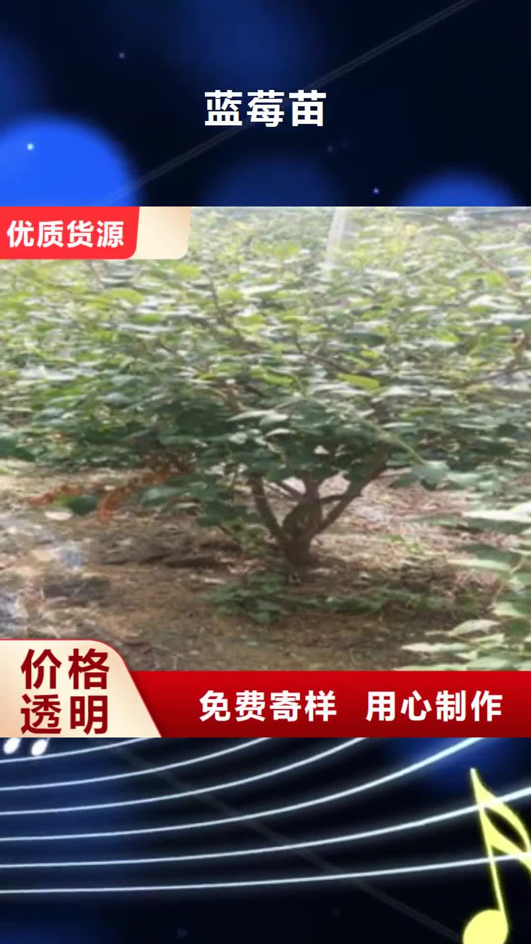 武威 蓝莓苗【山楂苗】品质保障价格合理