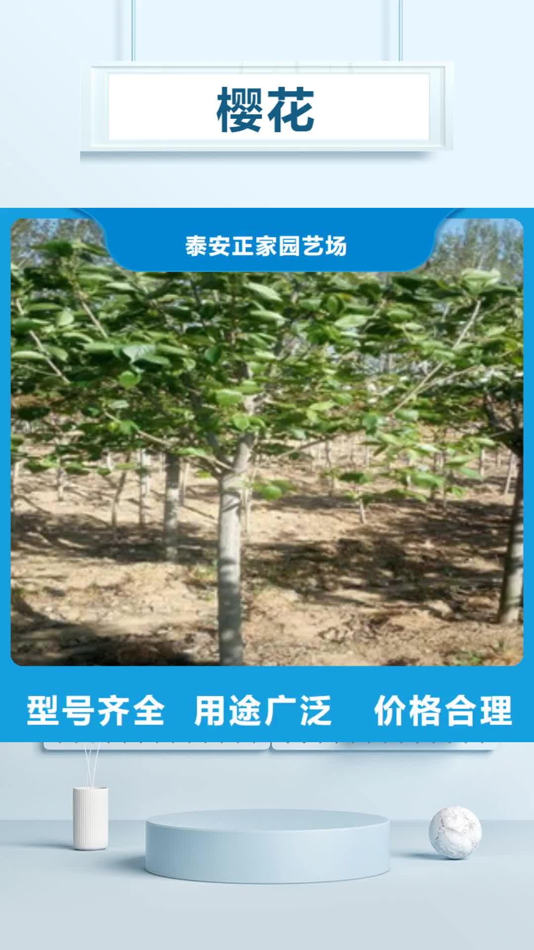 南阳 樱花_【核桃苗 樱花苗 长果桑树苗】当日价格