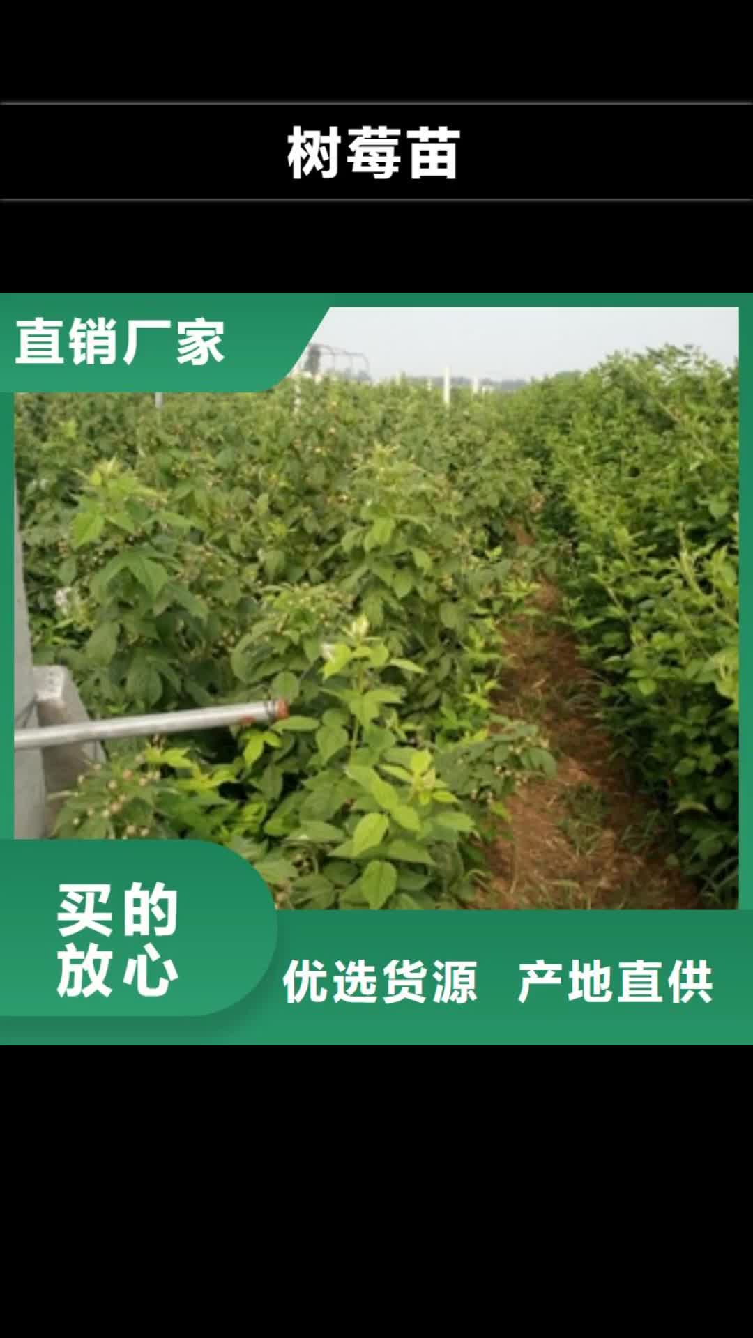 吉安【树莓苗】_核桃苗 樱花苗 长果桑树苗诚信经营