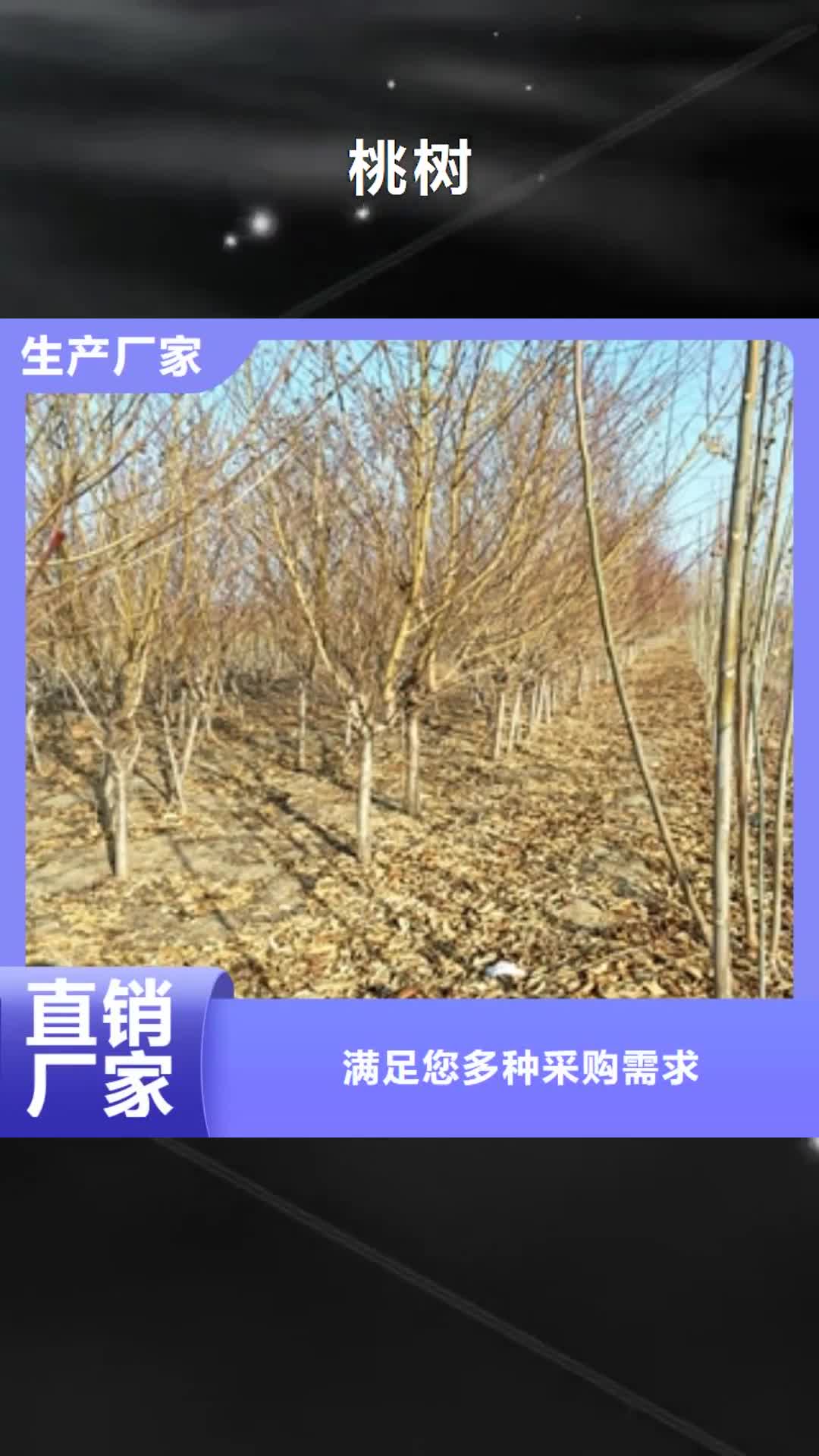 【鞍山 桃树,钙果苗的图文介绍】