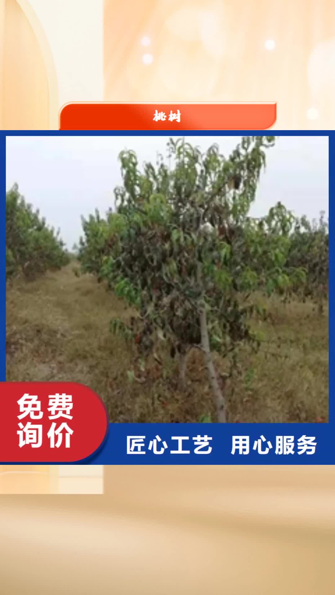 【莱芜 桃树蓝莓苗质量层层把关】