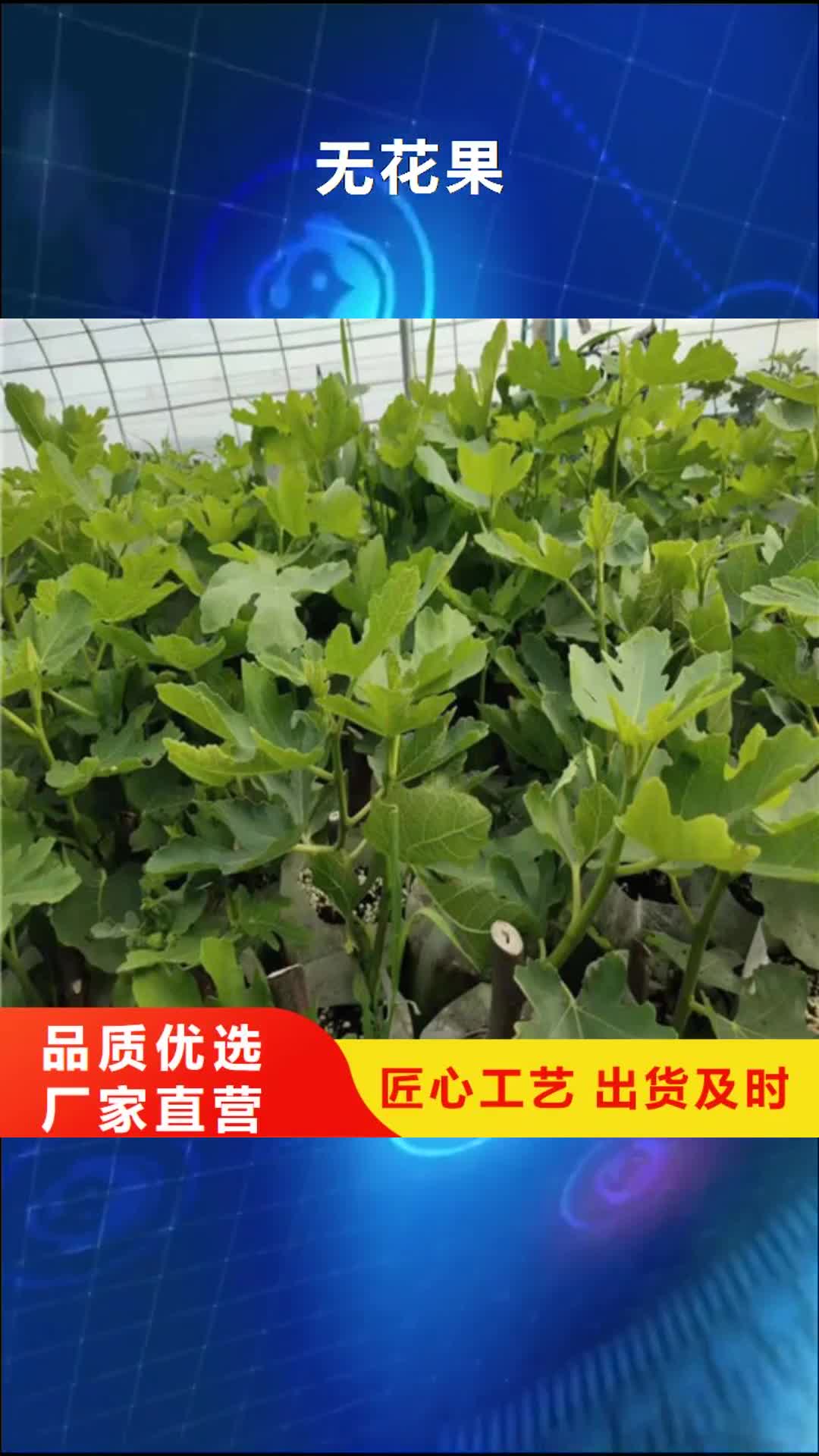 哈尔滨【无花果】-大棚草莓苗支持货到付清