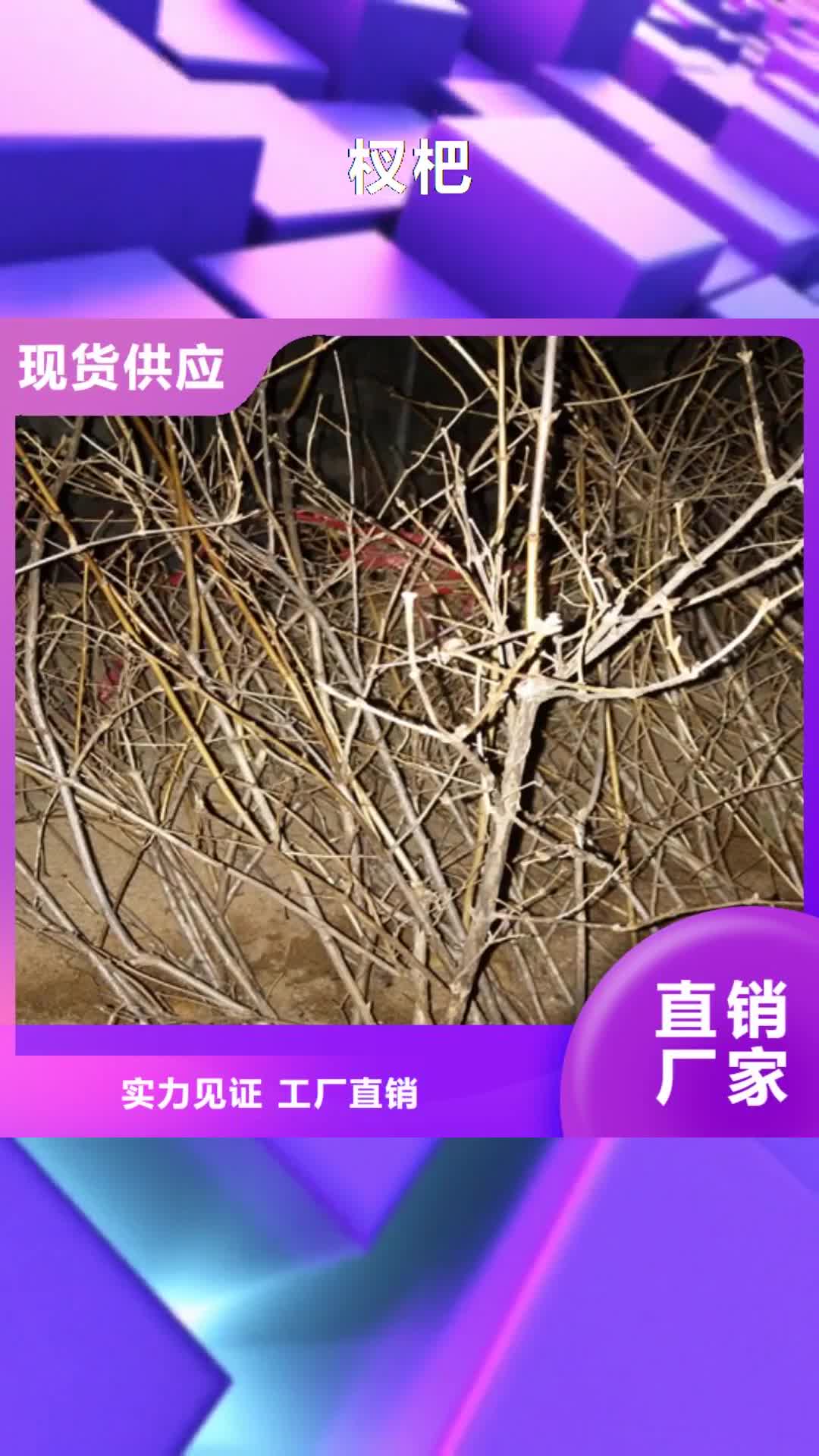 哈尔滨 杈杷,【桃树苗】专注细节专注品质