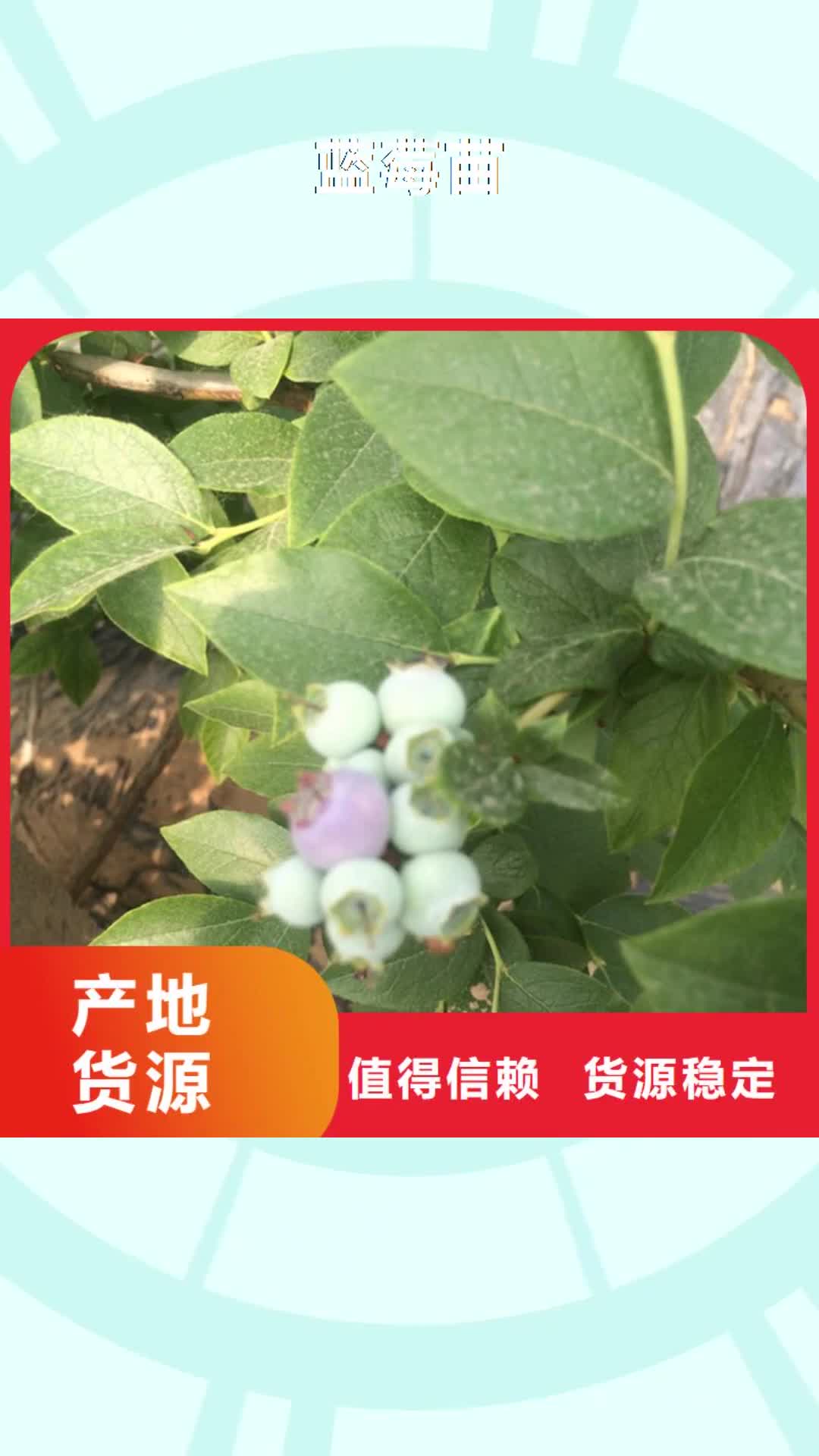 山东【蓝莓苗】,苹果苗大库存无缺货危机