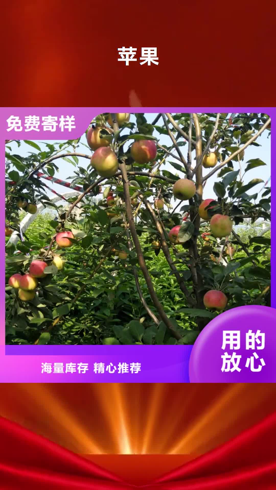 【洛阳 苹果,苹果苗诚信经营质量保证】