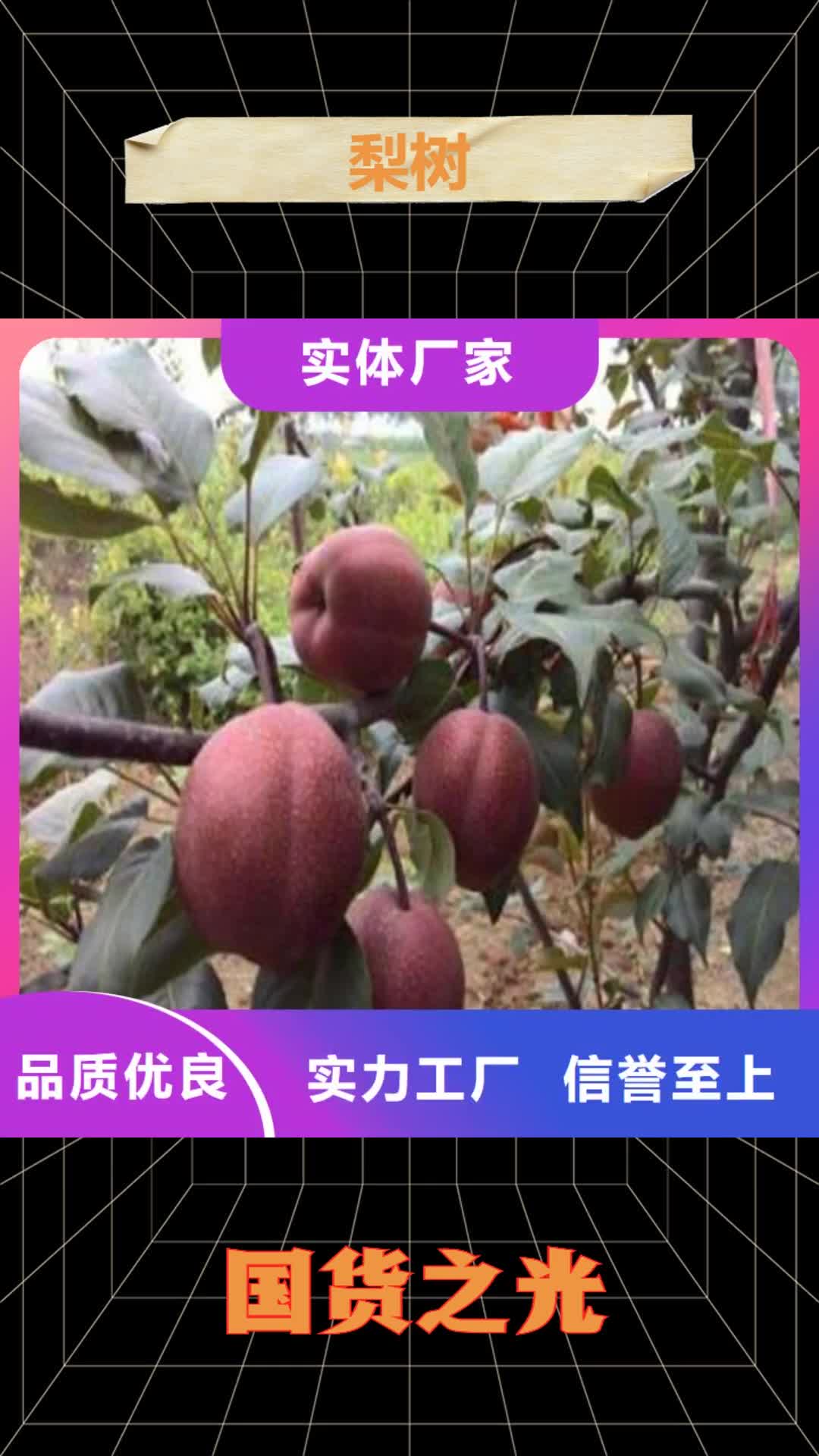 厦门 梨树,【蓝莓苗】从厂家买售后有保障