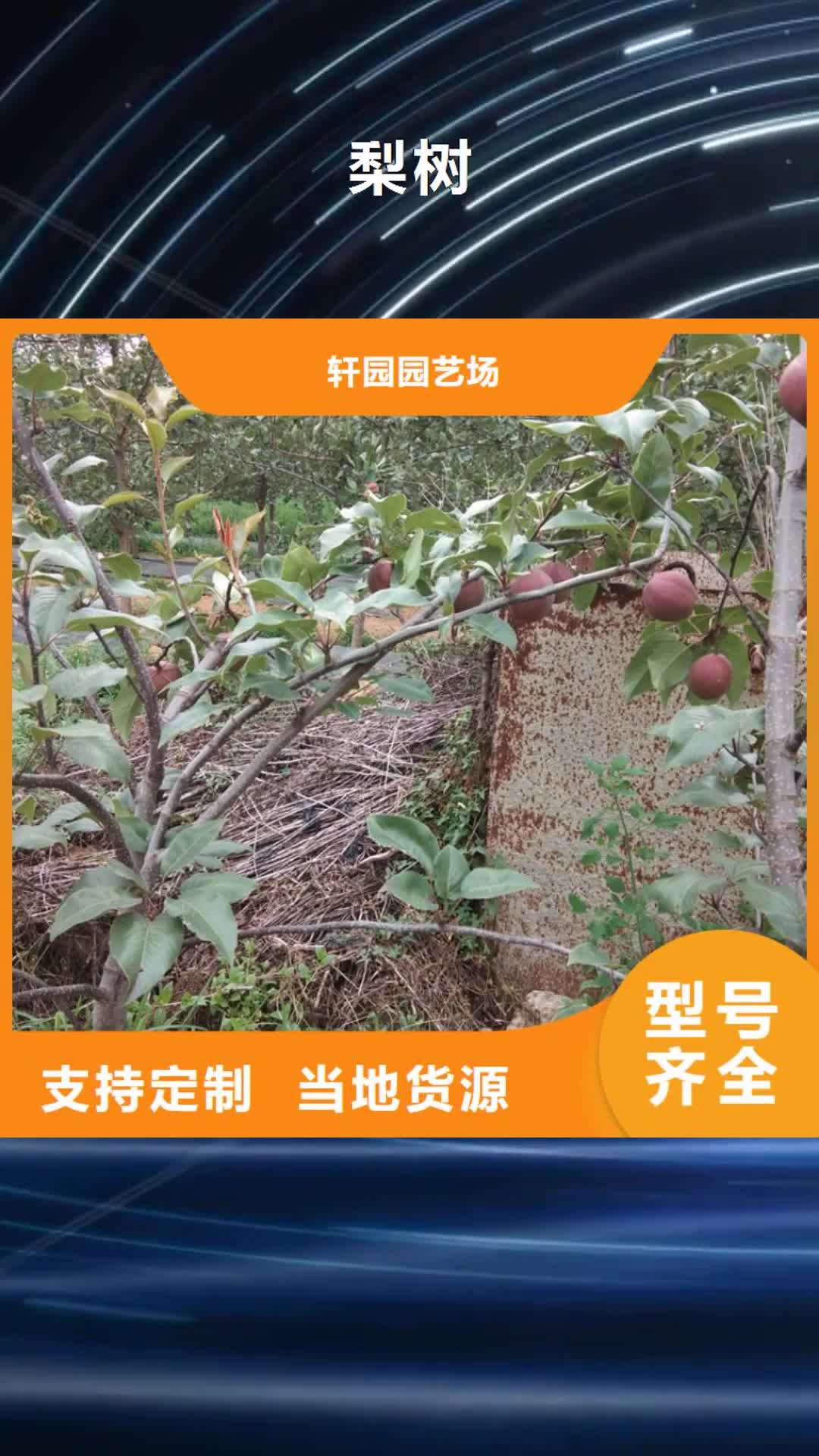 酒泉 梨树 【梨树苗】为品质而生产