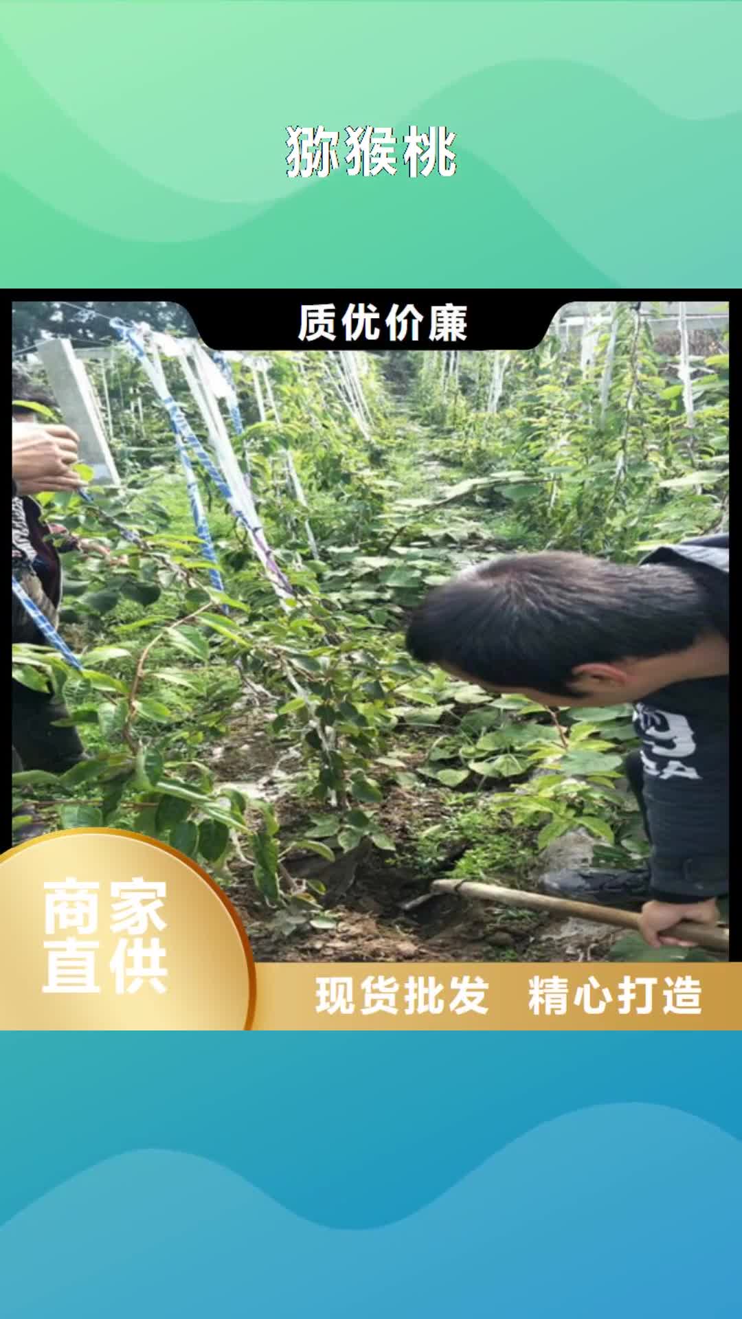 牡丹江【猕猴桃】无花果苗产品细节