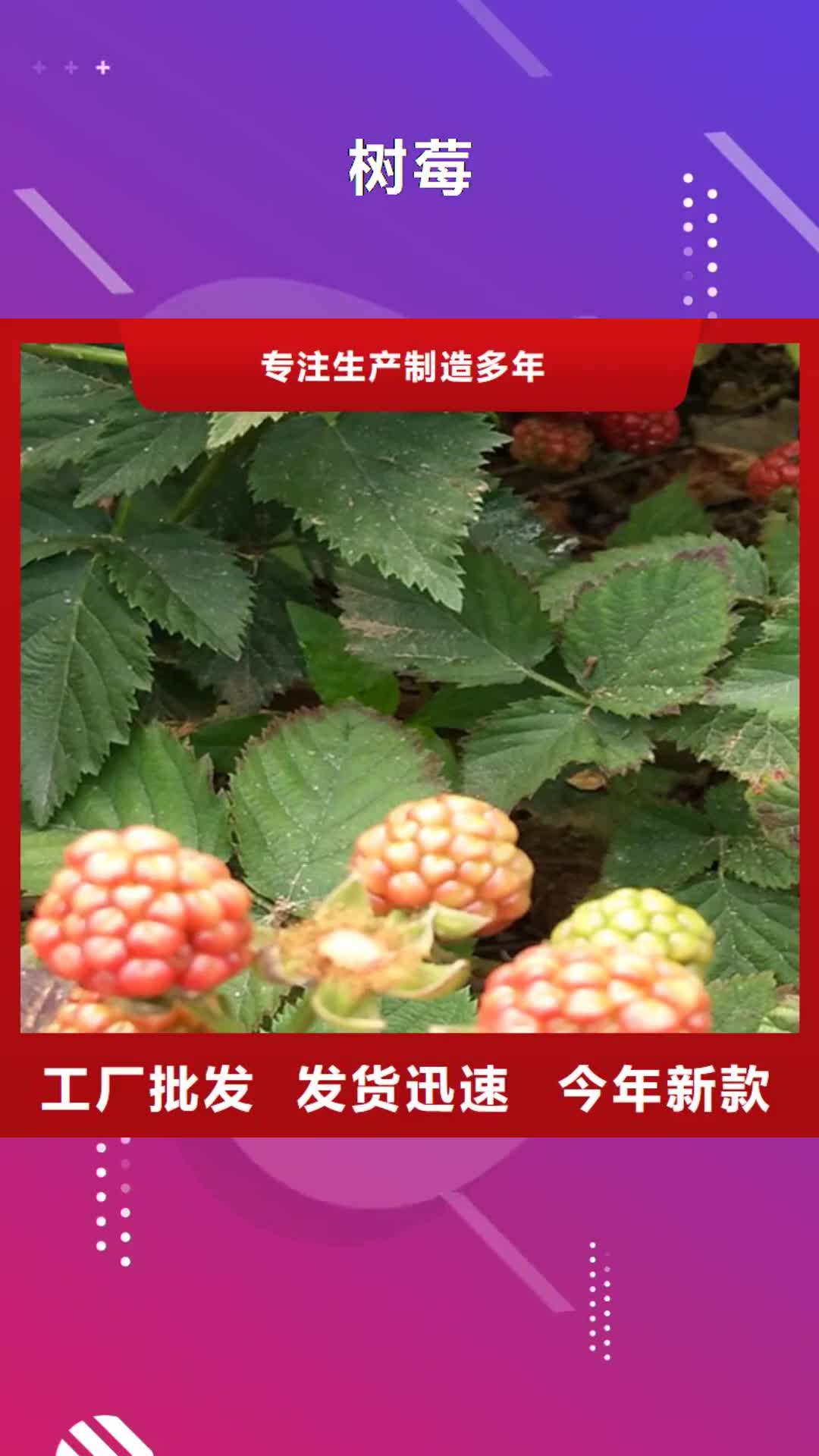 黔南 树莓,【石榴树】市场行情