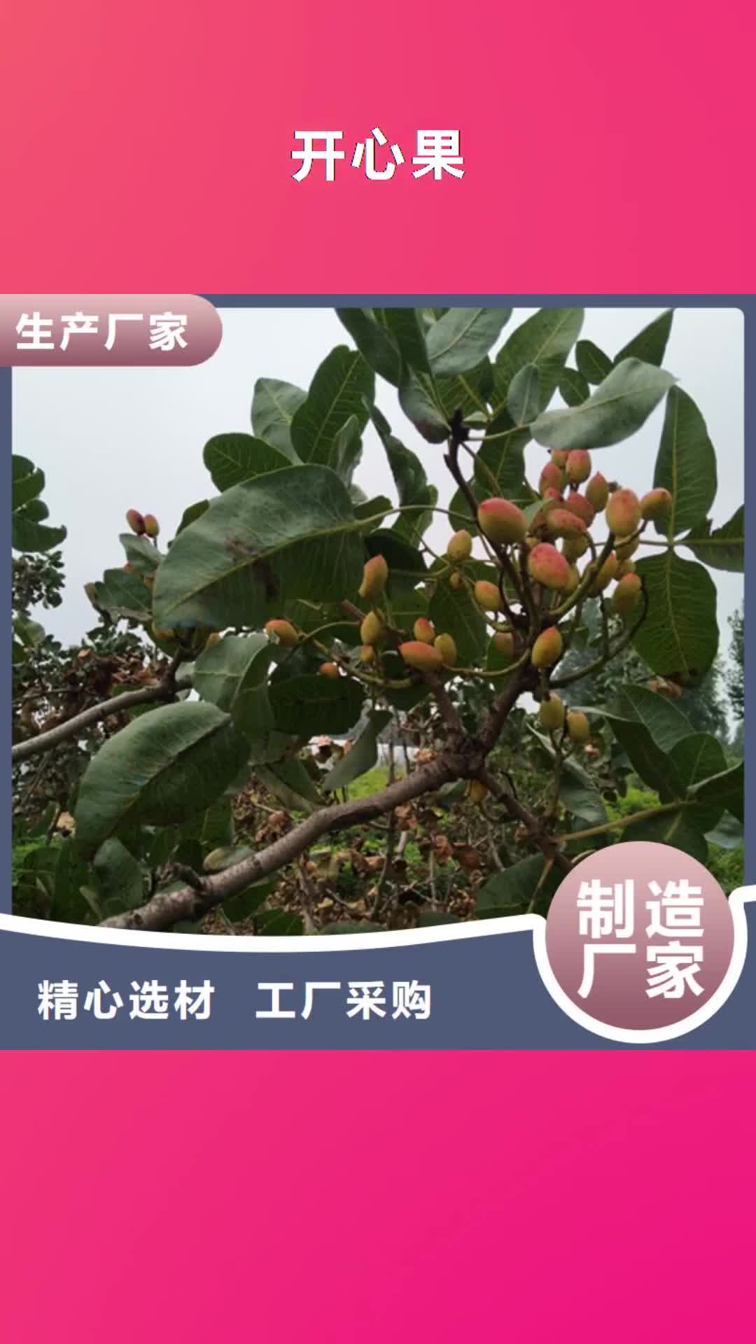 岳阳【开心果】_蓝莓苗送货上门