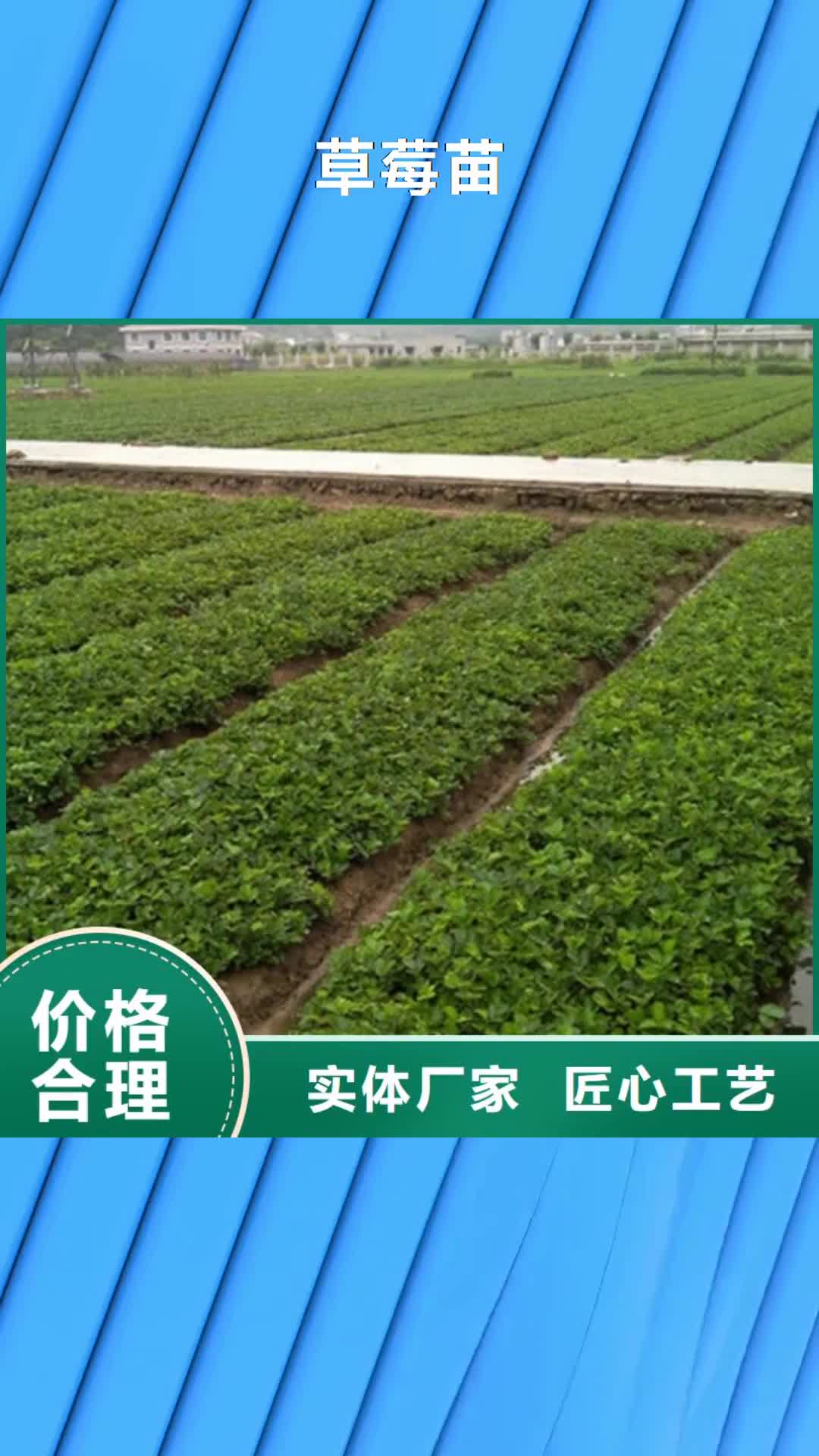 汕头【草莓苗】_果树苗批发基地物流配送