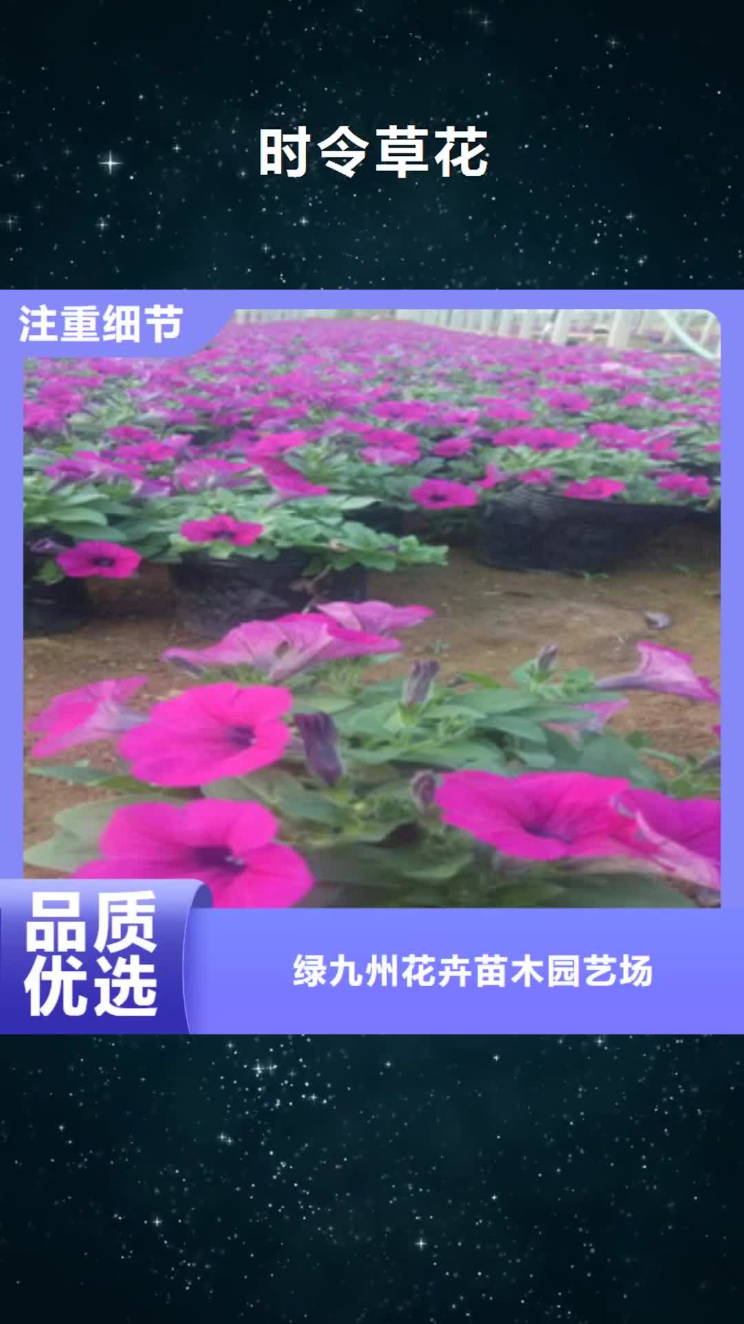 桂林 时令草花【宿根花卉基地 】实力雄厚品质保障