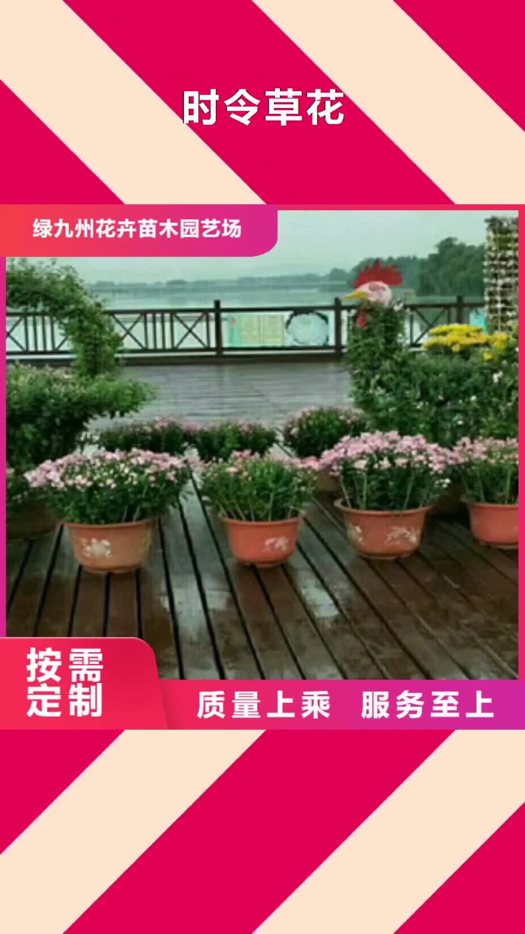 阜阳【时令草花】_鲁冰花/粉黛乱子草多年经验值得信赖