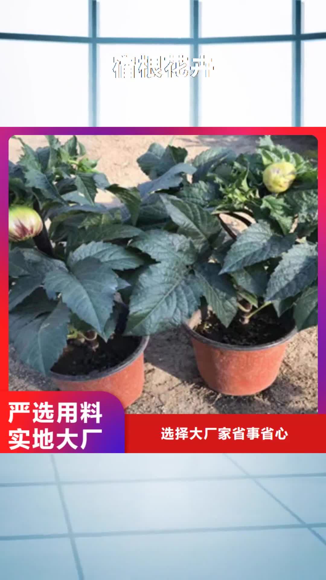 【张家口 宿根花卉宿根花卉基地 把实惠留给您】