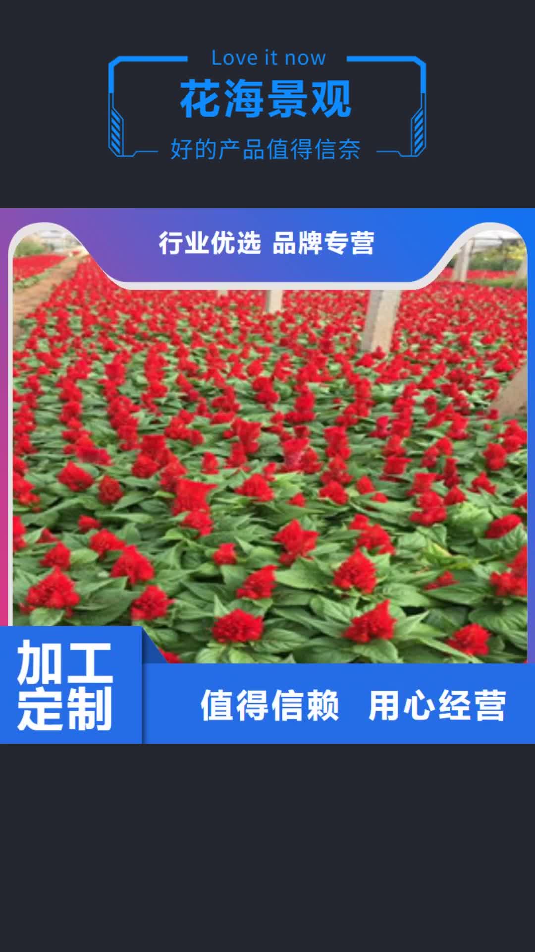 北海 花海景观 【五一国庆草花批发】本地厂家值得信赖