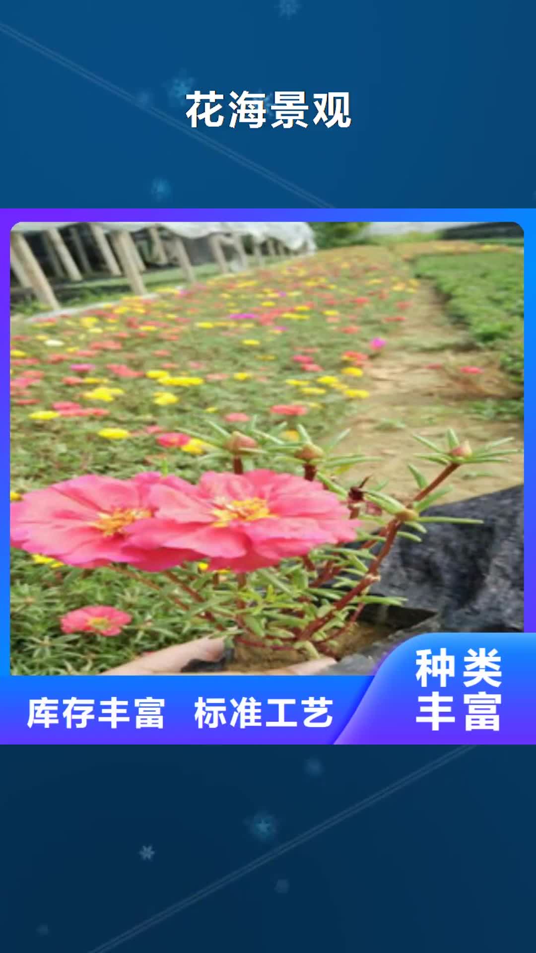 临沧【花海景观】 时令花卉/绿化草花价格厂家新品