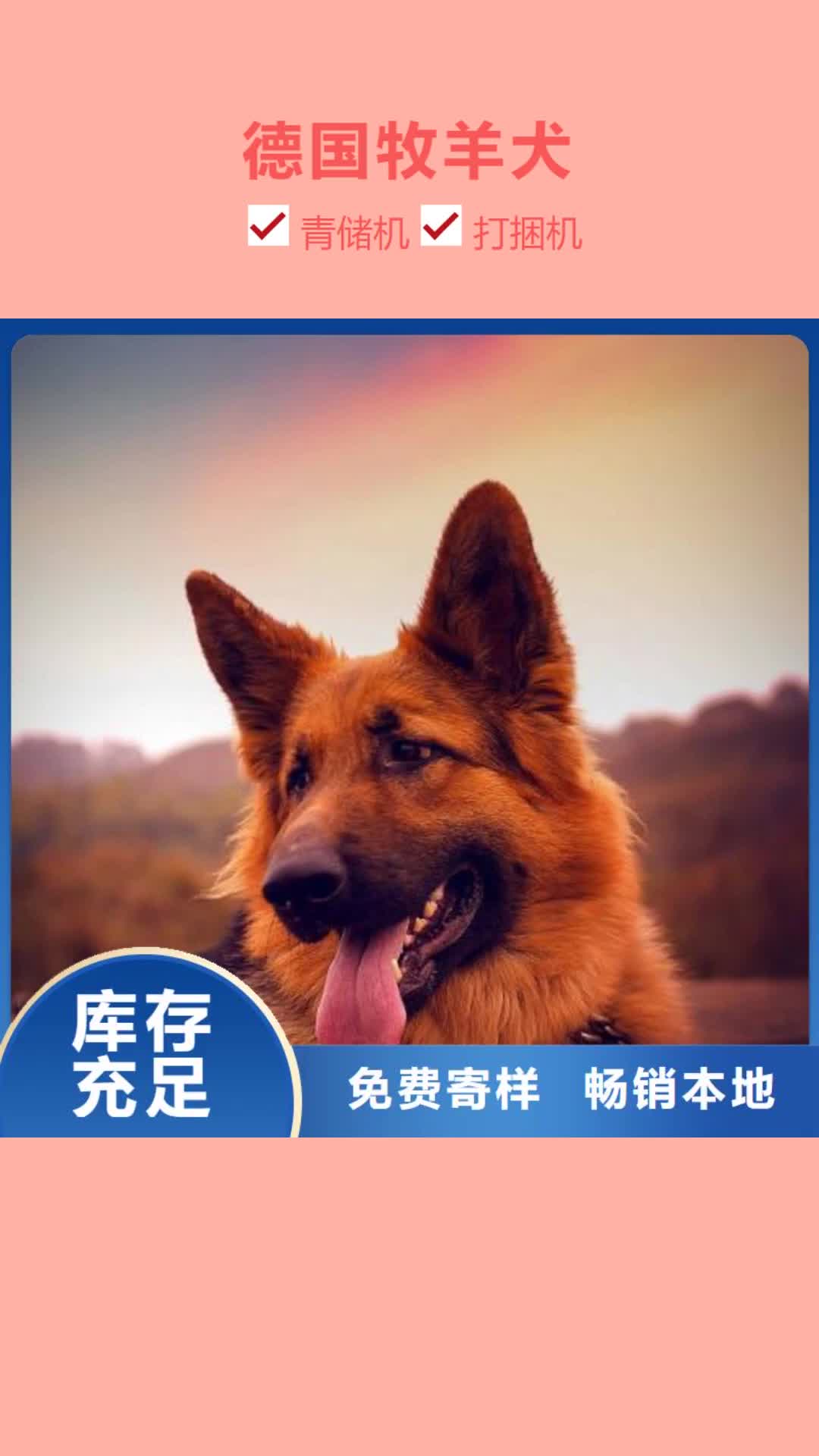 宜春【德国牧羊犬】 马犬客户信赖的厂家