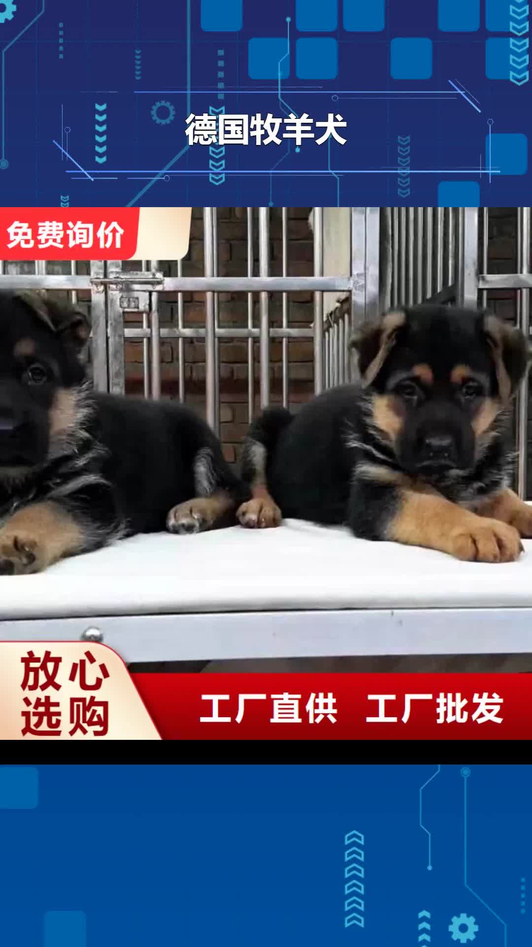 哈尔滨【德国牧羊犬】,杜高犬0中间商差价